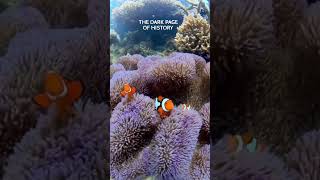 Why Every Clownfish Starts as a Male [upl. by Revert]