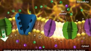 Nerve Impulse Molecular Mechanism 3D Animation [upl. by Zins]