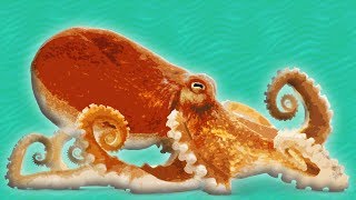 Octopus for Kids  Ocean Animals for Kids [upl. by Yeliw]