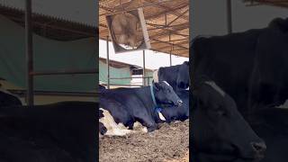 Heat Management Of Cattles In Summer  Dairy Fans amp Sprinkles cow dairyfarm dairyfarm [upl. by Lorn]