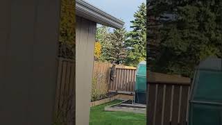 Can Coyotes Climb Fences Watch This [upl. by Rebah]