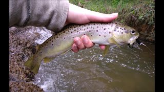 Exploring Dandenong Ranges for Wild Trout [upl. by Suiramed]