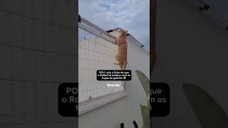 O desespero dele aumentando conforme a ficha foi caindo 😂 rollercat gatos gatosfugindo antifuga [upl. by Packer]