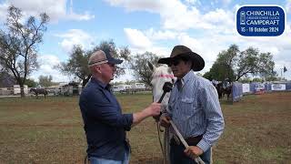 CC with Cameron Webster at Chinchilla Campdraft [upl. by Anawahs]