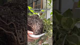 Rootbound Plant shorts propagation indoorplants garden houseplants plants plantcare diy [upl. by Lyford381]