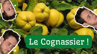 Comment faire pousser un COGNASSIER [upl. by Jepum425]