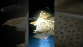 SARAP NILA HULIIN subscribers fishing mandaragat buhaymandaragat [upl. by Belding]