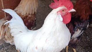 Many Roosters Crowing Sounds  Roosters Crowing Compilation🐓🐓🐔 [upl. by Ahsihat]