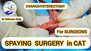 COMPLETE SPAYING SURGERY IN CAT  VET SURGEONS  Dr REHMAN BAIG [upl. by Supple748]