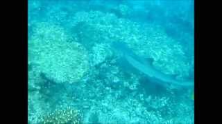 Snorkeling with Reef Sharks at Matamanoa Island Fiji [upl. by Nitsug]