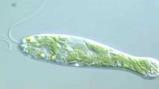 Flexible Movement in Euglena 2 [upl. by Alitha842]