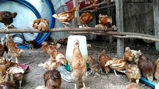 Dekalb brown cross with Rhode Island Red Rooster  Part 3 Chicks at month old [upl. by Boatwright492]