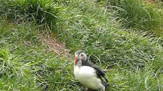 Papageientaucher Fratercula arctica  Island  Puffin [upl. by Marla]