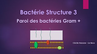 Bactérie Structure 3 COLORATION de GRAMPAROI des BACTERIES GRAM PLUS  sans musique de fond [upl. by Ylhsa]