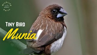 Whiterumped Munia  Munia Bird [upl. by Tamarra566]