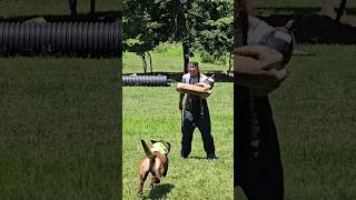 Catching a Belgian Malinois dog [upl. by Adelle]