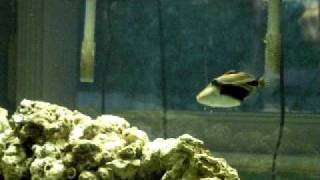 Hand Feeding Rectangular Triggerfish [upl. by Graces]