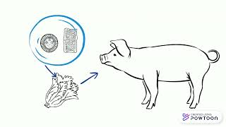 Ciclo de vida cisticercose vs teniase [upl. by Akiemat]