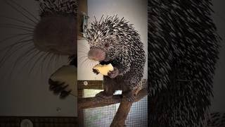 Adorable Porcupine Enjoys an Apple Snack funnypets petvideos cutepet shorts youtubeshorts [upl. by Hurst]