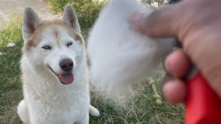 TOILETTAGE DE MON HUSKY  YUKI HUSKY [upl. by Sairacaz]