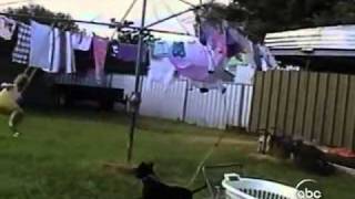 Americas Funniest Home Videos part 24 [upl. by Yrak]