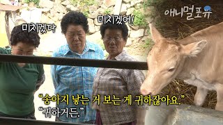 제작진이 송아지 태어나는 순간을 놓쳐서 속상해진 할머니들ㅋㅋ  옥담마을 삼총사  KBS 인간극장 2013 방송 [upl. by Asena]