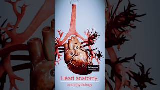 heart anatomy and physiology [upl. by Hallam]