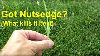 Got Nutsedge What kills it best [upl. by Okomom]