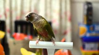 Dancing Green Cheek Conure [upl. by Sucitivel957]