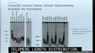 Telomerase and the Consequences of Telomere Dysfunction [upl. by Charla]