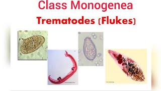 Phylum Platyhelminthes  Class Monogenea  Class Trematoda [upl. by Nnayrrehs]