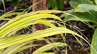 Hakonechloa Aureola Japanese Forest Grass  Summer Update 4K 2023 [upl. by Basil]