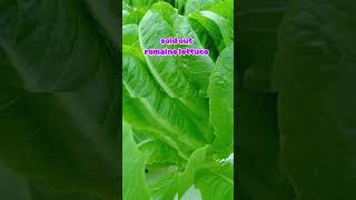 Romaine lettuce sold outromaine garden hydroponics farming farmlife formerofw proudfarmer [upl. by Adnavoj]