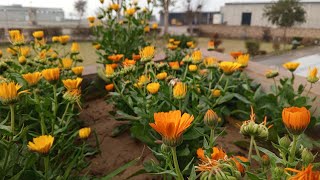 How to grow calendula plant calendula plant ko keshy lagayegrowing calendula 2024 [upl. by Aniras334]