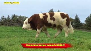 SIMMENTAL BULLL Xavas qilganlardan bitta LAYK 👍 [upl. by Ellis]