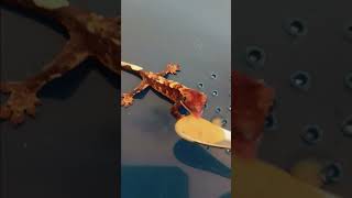 Crested Gecko Hatchling 1st Feeding  eats my neighbors cat [upl. by Whitehurst]