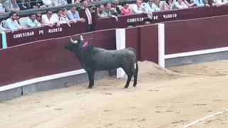 Salida 1º toro de VICTORINO MARTÍN quotMATACANESquot  5junio2024  Las Ventas [upl. by Aehtna]