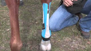 EquiTaping a Suspensory Ligament amp Providing Tendon Support [upl. by Faydra]