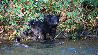 A Walk With A Black Bear Quinsam River Campbell River BC September 27 2024 [upl. by Marshall]