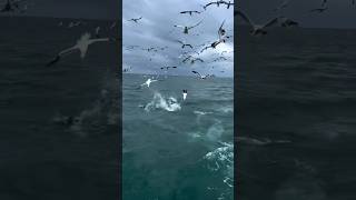 Northern Gannet Amazing Hunting Techniques animals birds wildlife youtubeshorts [upl. by Einapets]