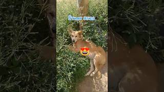 WHICH IS YOUR FAVORITEeverlynemachdocuseries animals malinois wildlife dog shorts nature [upl. by Sholeen]