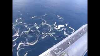 Sitka Alaska Herring Fishery 2008  From the air [upl. by O'Reilly]