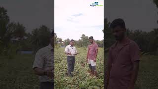 Red Cowpea as Intercrop in Coconut Farm [upl. by Mari93]