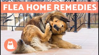 6 HOME REMEDIES for KILLING FLEAS on DOGS 🐶🐜 Do They Work [upl. by Orazal]