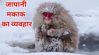 Japanese macaque behavior  snow monkey  Japanese macaque wildlife documentary in hindi [upl. by Pratt824]