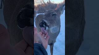 Deer Licks Me Like A Lollipop [upl. by Audry]