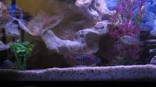 Cichlids sifting sand for food and nutrients HD 720p [upl. by Jeralee]