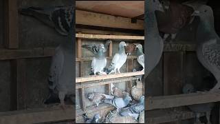 Beautiful pingeon in the world kabutars birds Anasloft youtubeshorts trending shorts video [upl. by Odnaloy]