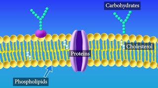 Cell Membrane Structure and Function [upl. by Anaig]