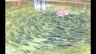 Рыбы водят хоровод  Fishes drive a round dance [upl. by Willman]